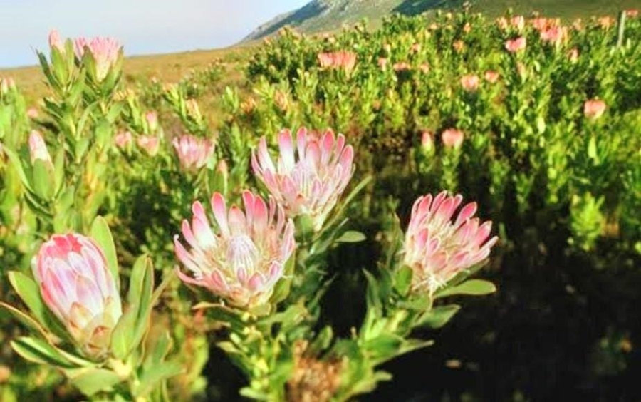 0 Bedroom Property for Sale in Humansdorp Rural Eastern Cape